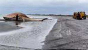Dänemark: Buckelwal auf Insel Anholt an Land gezogen
