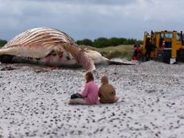 Ansteckungsgefahr für Badegäste: Aufgeblähter Buckelwal liegt jetzt am Strand