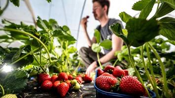 Erdbeeren selbst pflücken: Wo man süße Früchtchen im Norden ernten kann