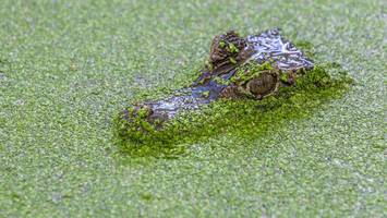 Warum in Kappeln an der Schlei Bären, Schlangen und ein Krokodil leben