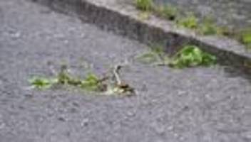 Hoher Schaden: Hitzegewitter wüten in Bayreuth – Bäume krachen auf Autos