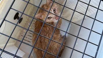 dramatische tierrettung in steilshoop: feuerwehr muss katze wiederbeleben