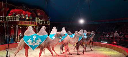 flauschige kamele und nervenkitzel: das fasziniert die menschen am circus