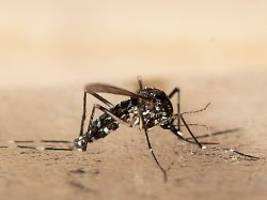 Invasion der Tigermücken: Chikungunya-Virus erreicht laut Studie bald Deutschland