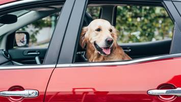Kurioser Vorfall in den USA: Hund schießt mit Schrotflinte auf Frau