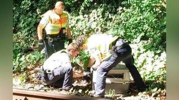 Streckensperrung auf der S1: Gänse behindern Verkehr auf der S-Bahnlinie