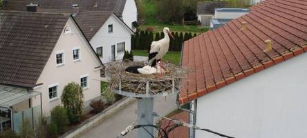Ungewöhnliche Nistplätze und immer mehr Nester: Das Storchen-Phänomen in Buttenwiesen
