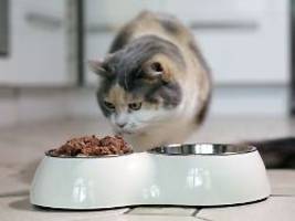 Trend zu Haustieren statt Babys: Nestle sieht großes Potenzial bei Katzenfutter