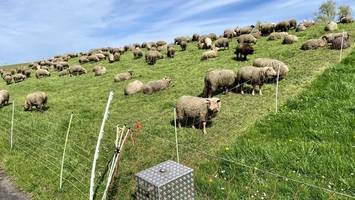 immer mehr schäfer geben auf: wird der wolf zur gefahr für die deiche?