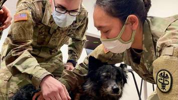 tierärzte an die front? us-armee startet ungewöhnlichen einsatz