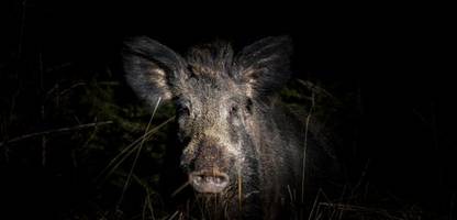 wildschweine vertreiben: so schützen sie sich und ihren garten vor den tieren