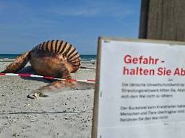 Interessierte können zusehen: Forscher obduzieren Kadaver des Buckelwals am Strand