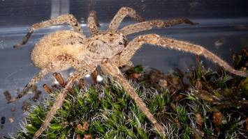 „Immer häufiger gesichtet“ – Nosferatu-Spinne breitet sich im Norden aus