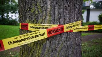 raupen, juckreiz, rückzug: jungfernheide im alarmmodus