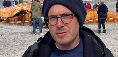 obduktion von buckelwal »timmy« in dänemark: spiegel-reporter berichtet von insel anholt