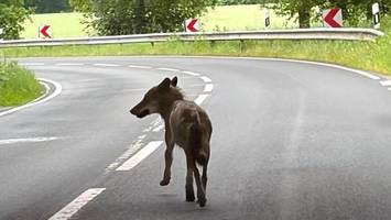 Wolf auf dem Schulweg: Mutter und Töchter filmen besondere Begegnung