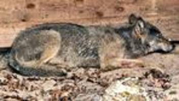 wolf in hamburg: hamburger wolf ist wahrscheinlich tot