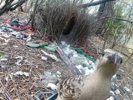 Biologie: Schrott als Liebesbeweis: Vögel schmücken ihre Lauben mit Müll