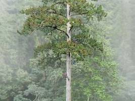 Nach jahrelanger Suche: Der höchste Baum Ostasiens ist gefunden