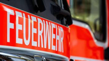 drama an der nordsee: wal-baby stirbt trotz einsatz der helfer