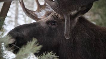zwei elche bei berlin gesichtet – könnten die tiere hier dauerhaft bleiben?