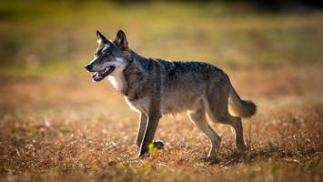Der Hamburger Wolf ist womöglich tot – warum die Umweltbehörde das vermutet