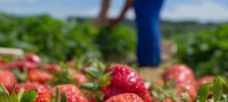 Erdbeeren selbst pflücken: Diese Felder haben im Raum Augsburg geöffnet