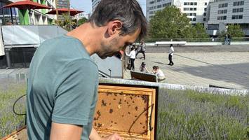 40.000 Bienen auf dem Bikini Berlin: Warum Stadthonig diverser ist als Landhonig