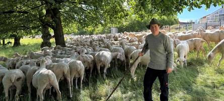 365 Tage im Jahr: Schäferin kümmert sich mit ihrer Herde um die Rieser Kraterlandschaft