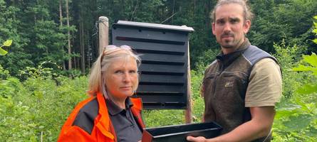 Kleiner Käfer, große Gefahr: Wie Borkenkäfer Wälder im Kreis Dillingen bedrohen
