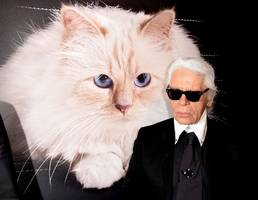 kolumne „schön doof“: der mythos von der reichsten katze der welt