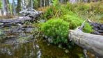 Klima- und Umweltschutz: Wenig naturnahe Moore - mehr Anstrengungen gefordert