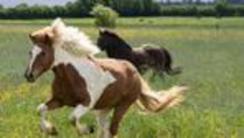 Tierschutzgesetz: Pferd durch Projektil verletzt