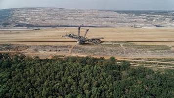 hambacher forst: wald soll zur wildnis werden