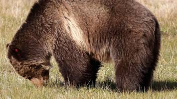 mann überlebt grizzlybär-attacke: „konnte das brüllen hören“