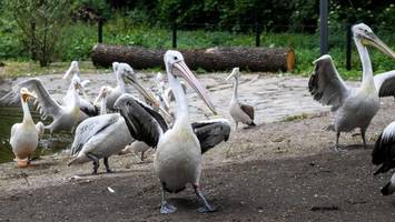 Tierpark Berlin: Flamingos und Pelikane können jetzt abheben – in neuem Gehege