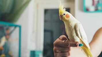 wenn vögel masturbieren: studie räumt mit altem irrtum auf