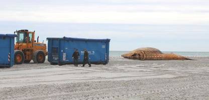 Odyssee durch die Ostsee: Buckelwal-Kadaver wird zu Biodiesel verarbeitet