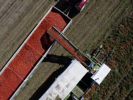 Landwirtschaft: Billiges Gemüse gibt es nur dank moderner Sklaverei