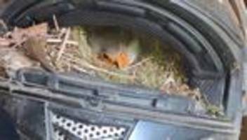 tierisch gemütlich: rotkehlchen brütet in motorradhelm - küken geschlüpft