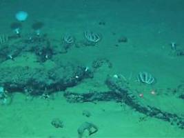 einzigartige entdeckung: gigantischer walfriedhof in der tiefsee entdeckt
