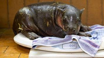Niedliches Hippo-Baby im Berliner Zoo heißt „Brötchen“