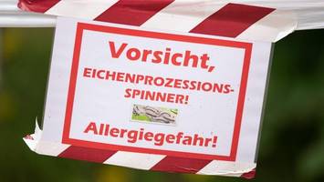 Eichenprozessionsspinner in Berlin: So ist die aktuelle Lage in Friedrichshain-Kreuzberg