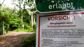 kampf gegen eichenprozessionsspinner – bezirke fühlen sich „allein gelassen“