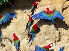 peru: ins herz der natur