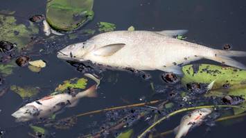 Elbe in Hamburg wird zur „Todeszone“ für Fische – erste Kadaver gefunden