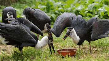 nach razzia im vogelpark niendorf: betreiber melden insolvenz an