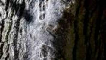Eichenprozessionsspinner: Überall diese haarigen Biester