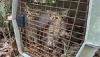 Rettungsaktion für Wildkatzen: Irrtum im Wald wird zur Gefahr für drei kleine Katzen