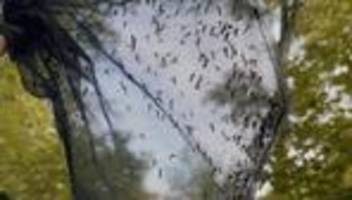 West-Nil-Virus: Die Hausmücke als Virenschleuder?